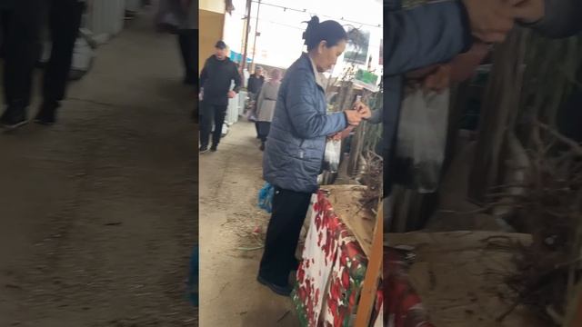 ШЫМКЕНТ КРЫТЫЙ РЫНОК. САЖЕНЦЫ ЦВЕТЫ. ШЫМКЕНТ. 23.03.25 г. смотреть онлайн