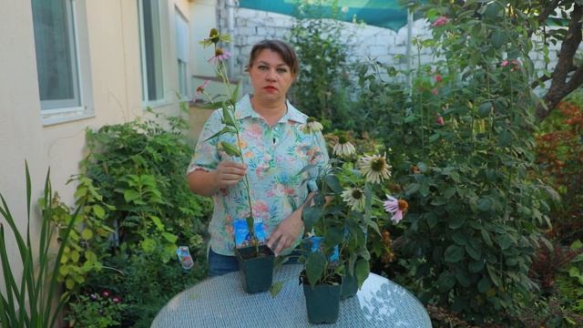 Эхинацея посадка и уход смотреть онлайн