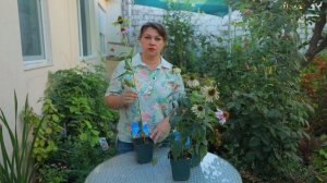 Эхинацея посадка и уход