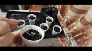 Анютины глазки Часть2.Пикировка виолы и приживаемость