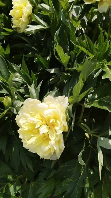 пион "Бартзелла" смотреть онлайн