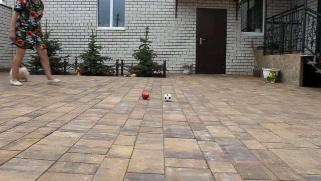 Жорфей Из Усадьбы Андреевых