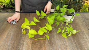 Обрезка и черенкование комнатных растений » Март 2025