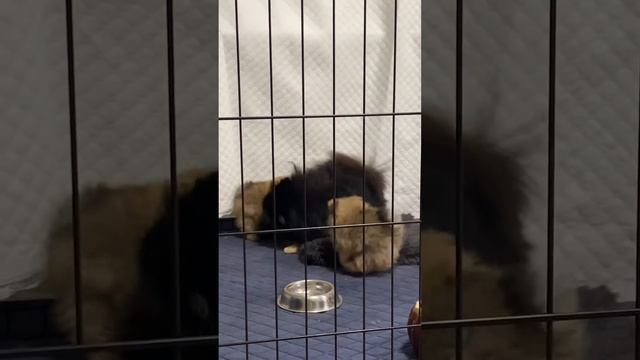 Щенки померанского шпица продаются д. Р. 22.10.21г смотреть онлайн