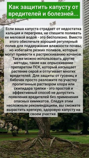 Как защитить капусту от вредителей и болезней...