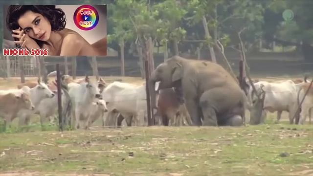 ЛУЧШИЕ ПРИКОЛЫ #3 Девушка с бананом смотреть онлайн