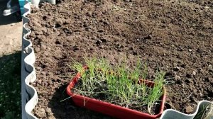 Лук ЭКСИБИШЕН!!! Тонкости высадки рассады в грунт! #лук