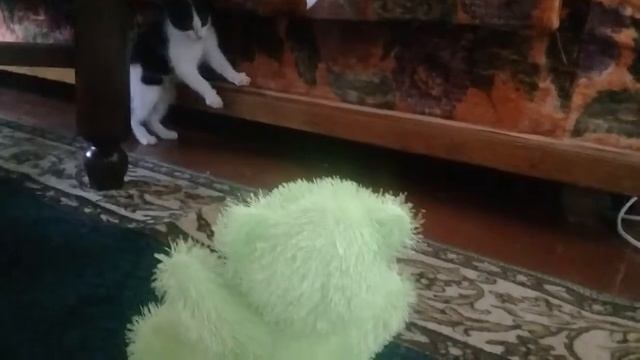 Смешные коты! Знакомство с "МЕДВЕДЕМ"-2!!! Пиратские страсти!!! смотреть онлайн