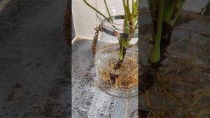 Пересадка Антуриума из ЗЕМЛИ в ВОДУ. Выращивание Анту?