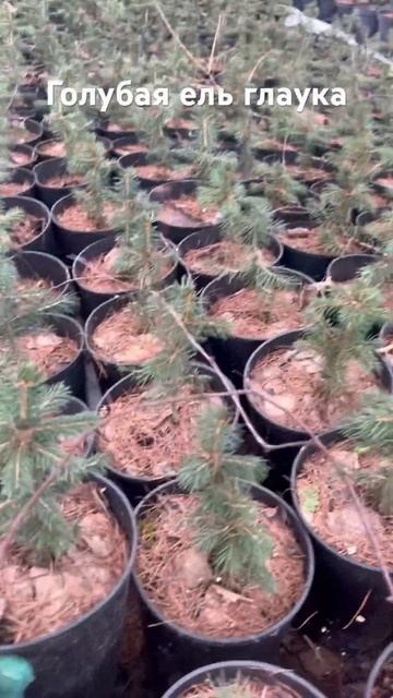 Голубая ель глаука. Видео 04.04.24 смотреть онлайн