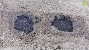 Как посадить табак семенами в открытый грунт на огоро?