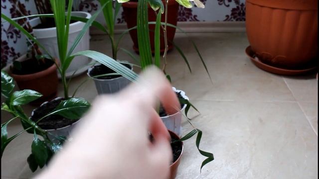 Какие комнатные растения из семян у меня растут.//Вале? смотреть онлайн