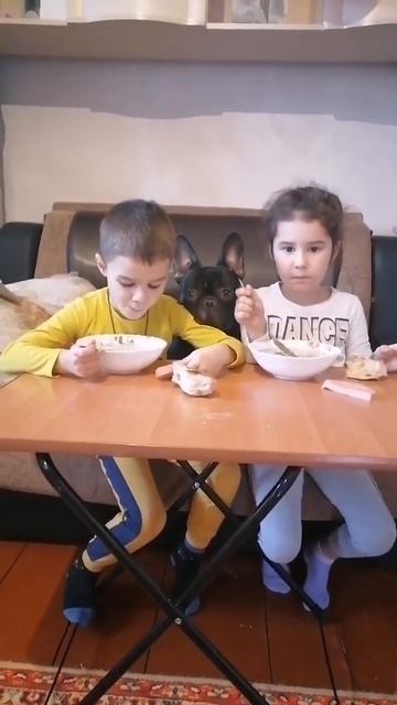 #французский бульдог#Митяй#прикольное видео#приколы#ржач смотреть онлайн