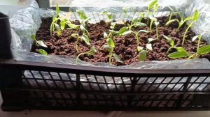 ПЕРЦЫ В ЯЩИКАХ. Почему это мой любимый способ выращива