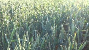 Озимая пшеница через месяц после уборки на сено