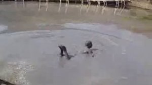 Чудак мочит, купается в грязи