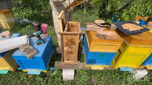 Перший рій в 2024 році🐝 Пересадка рою яка ж його сила?🤔