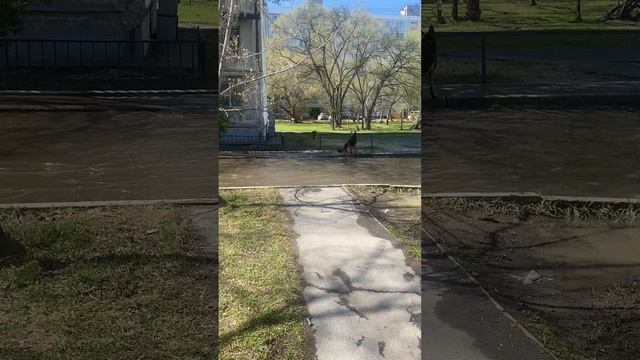 Немецкие овчарки играют в луже