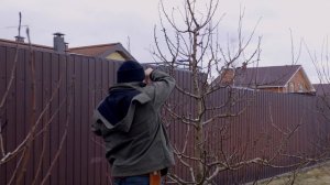 Обрезка груша чижовская сезон 2025