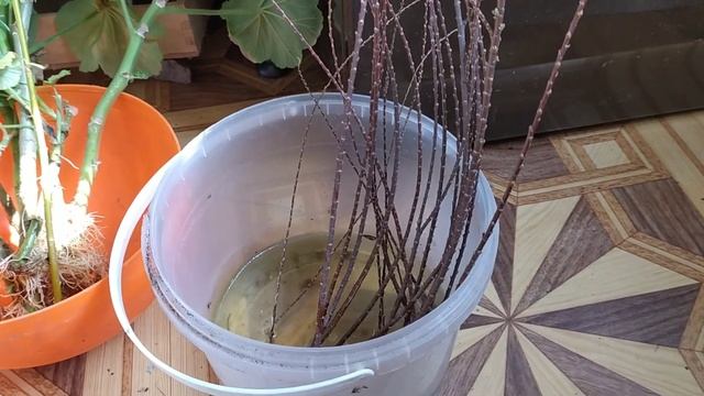 ТАМАРИКС размножить - плевое дело! Черенкуем в воде Би?