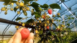 Новый сорт ремонтантной малины Аделита - отличный вку?