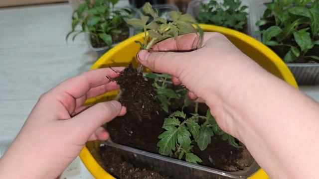 НЕ ПОКУПАЙТЕ ГРУНТ ДЛЯ РАССАДЫ, пока не посмотрите это смотреть онлайн