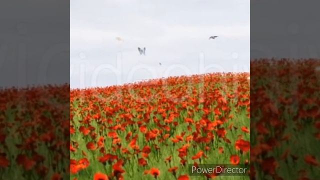 Исматулло Саидов Наврузи бахорон шуд.