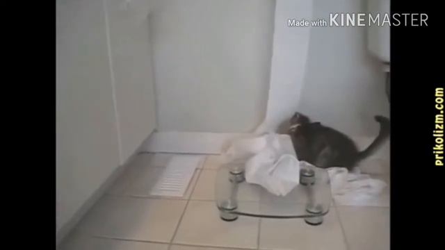 Попробуй не засмеяться) "Приколы с котами" смотреть онлайн