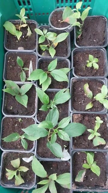 Перевалка укоренённых гортензий в Р9 смотреть онлайн