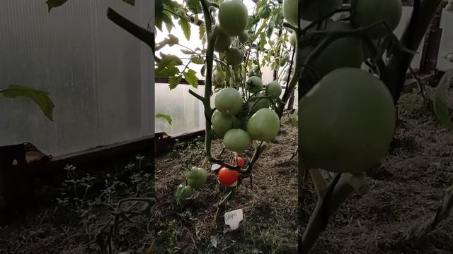 Видео привет 👋 из дачи 🌞 23 июля Сибирь 😂👍