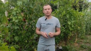 Виноград Алинка и Мирай! Каталог 2024