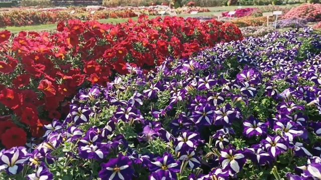 Садовый центр 