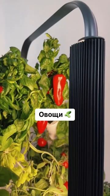 Артикул Яндекс маркет: YM10032372 ❤️ смотреть онлайн