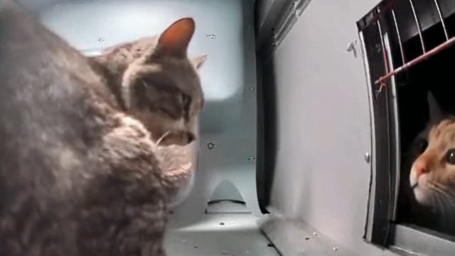 Кот не пускает другого кота к миске с кормом смотреть онлайн