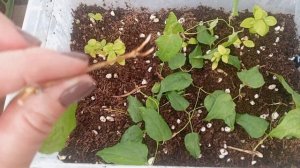 Клематис «Тайга» 🌱, результат черенкования.. 3-я попытк