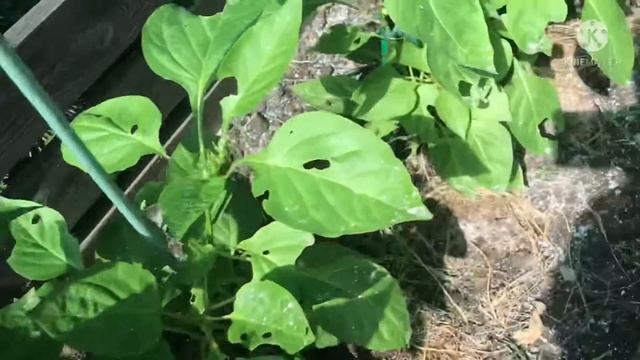 🌶Огород под ,,снегом’’😂Шашлык под дождём😂