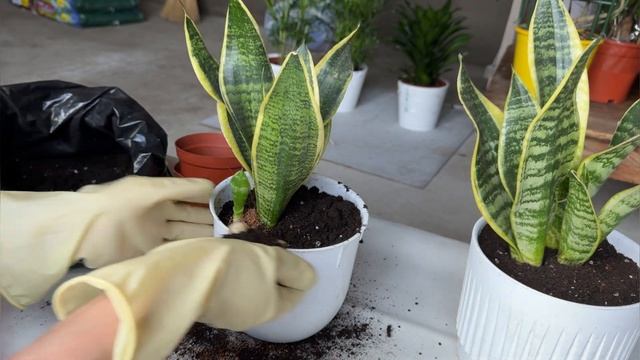 Сансевиерия: Уход и Пересадка | Советы для Здорового р? смотреть онлайн