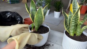 Сансевиерия: Уход и Пересадка | Советы для Здорового р?