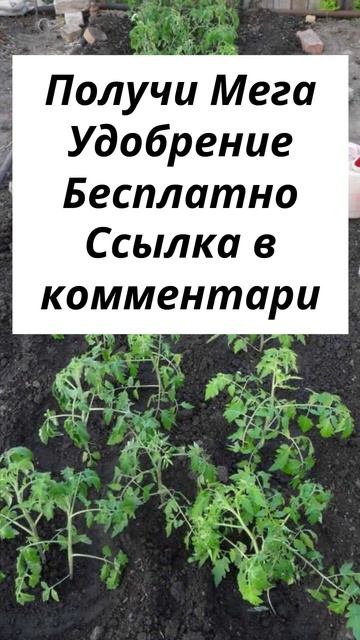 Чем удобрять томаты удобрение для помидоров Дачные смотреть онлайн