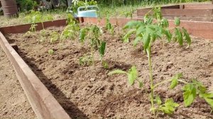 КРАСИВЫЕ ГРЯДКИ ИЗ ПОДДОНОВ своими руками. Декоративн