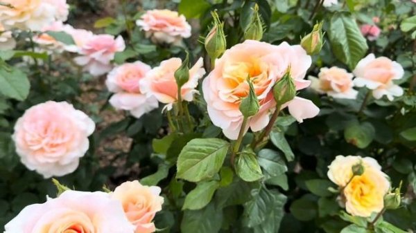 Розы Чандос бьюти и Сью Хипкин