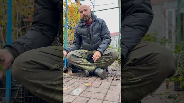 Стоит ли обрывать листья при пересадке? смотреть онлайн