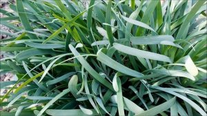 МНОГОЛЕТНИЙ ЛУК СЛИЗУН РАСТЁТ КРУГЛЫЙ ГОД