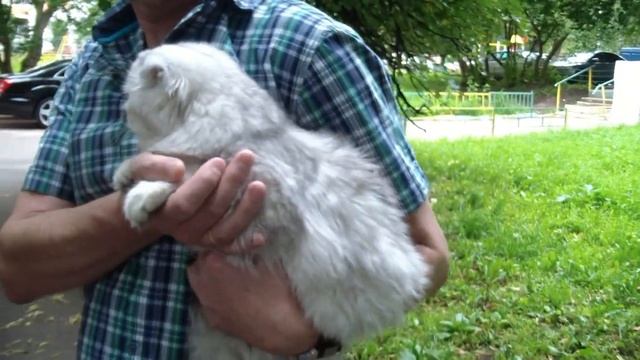 Клип №0515 - выставка кошек PCA online смотреть онлайн