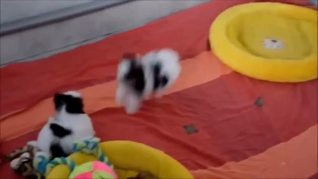 Самое смешное и забавное видео про собак Блок№09 смотреть онлайн