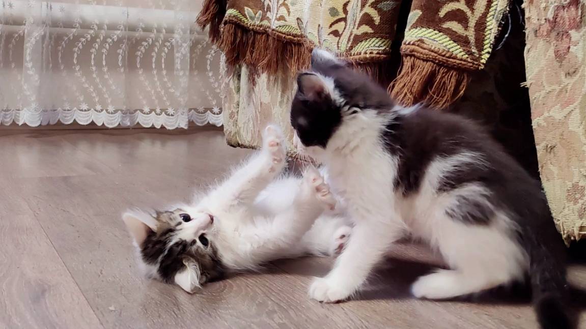 Мама-кошка наблюдает за игрой своих котят. Мама-кошка учит котят быть чистыми. смотреть онлайн