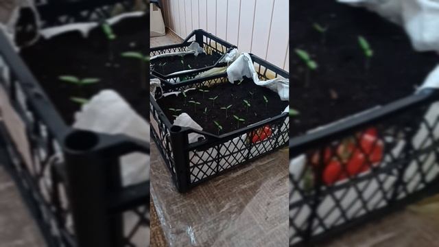 ПОСАДКА СЛАДКОГО ПЕРЦА В ЯЩИКИ ДЛЯ РАССАДЫ
