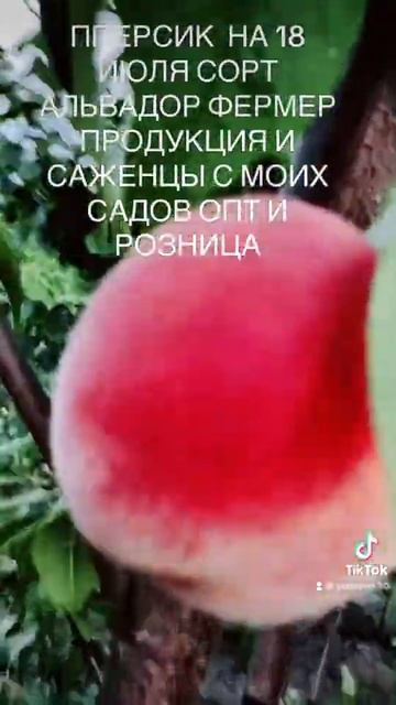 Продукция и саженцы с моих садов опт и розница смотреть онлайн