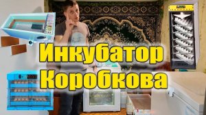 Купил инкубатор Вячеслава Коробкова на 240 яиц. Обзор и итоги инкубации