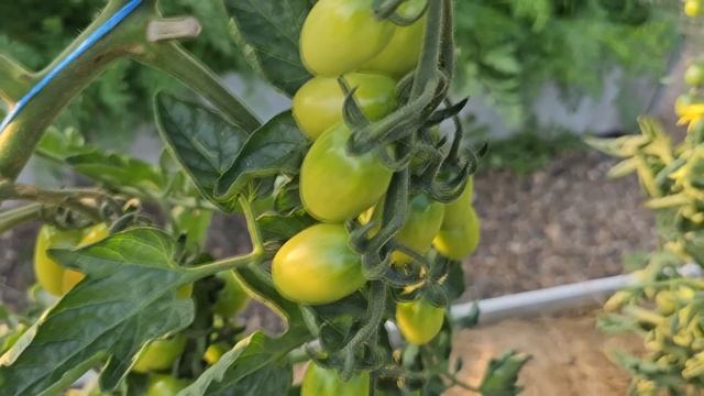 🔥 СУПЕР-ДОБАВКА В ЛУНКУ: ТОМАТЫ, ПЕРЦЫ И ОГУРЦЫ ЗАВАЛЯТ УРОЖАЕМ! смотреть онлайн